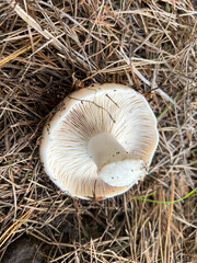 Wild mushroom showing gills on forest floor