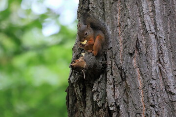 Wild Japanese Squirrel Holding Chestnut in Forest.