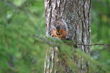 Wild Japanese Squirrel Holding Chestnut in Forest.