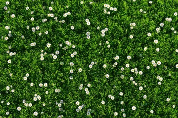 A field of small white flowers in a vibrant green lawn