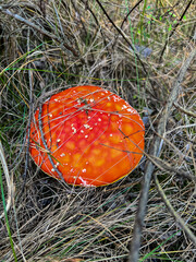 Fly agaric mushroom growing in wild forest nature