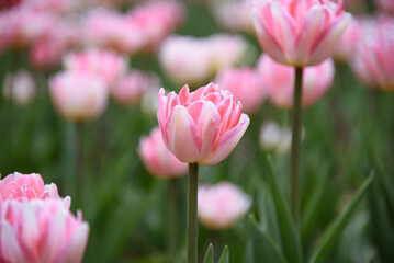 pink tulip flowers in flower bed, growing beautiful flowers, gardening concept, nature background