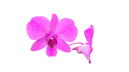 Beautiful orchid isolated on Transparent background.