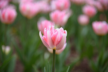 pink tulip flowers in flower bed, growing beautiful flowers, gardening concept, nature background