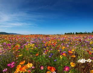 Obraz premium Vibrant meadow bursting with colorful wildflowers under a vast, clear blue sky, creating a breathtaking natural panorama perfect for serene, uplifting, and nature-themed projects.