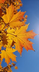 Autumn leaves against blue sky