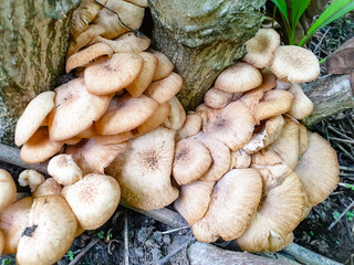 mushrooms on the ground