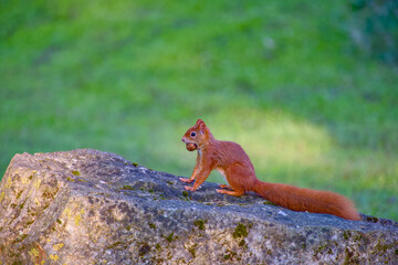 Red squirrel sitting on rock with walnut