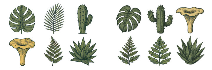 Fototapeta premium Various green plants and cacti displayed together in a colorful botanical arrangement