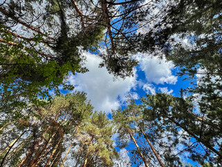 Forest trees covering blue sky with clouds