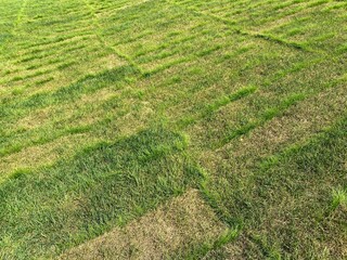 Rolled lawn or Sod turf. Dying lawn with signs of life: last year's rolls. Turf grass problems.