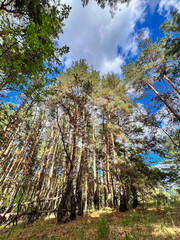 Pine trees reaching up to blue sky with clouds