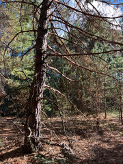 Pine trunk with dead branches in forest