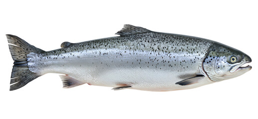 salmon fish isolated on transparent cutout background, cut out, png