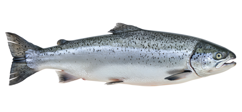 salmon fish isolated on transparent cutout background, cut out, png - Powered by Adobe