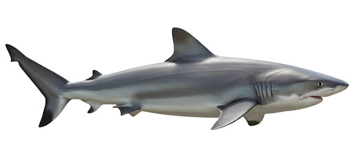 Fototapeta premium White shark marine predator isolated on transparent cutout background, cut out, png