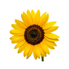 sunflower png 