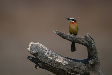 White-fronted bee-eater looks left from tree stump