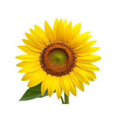 Fototapeta premium sunflower png