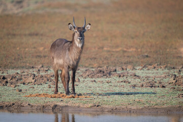 Young male common waterbuck stands by river