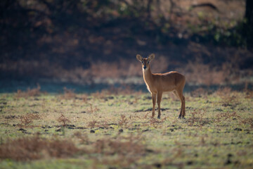 Young male puku stands on short grass