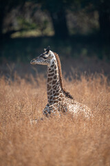 Young Thornicroft giraffe lies in dry bushes