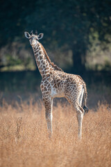 Young Thornicroft giraffe stands turning toward camera