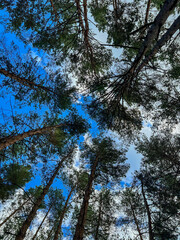 Pine trees looking up to blue sky and clouds