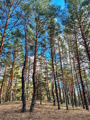Pine trees towering into the blue sky