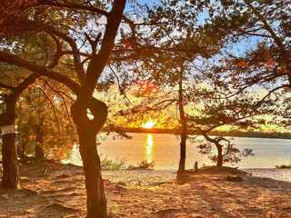 Pine trees framing a golden hour lake sunset
