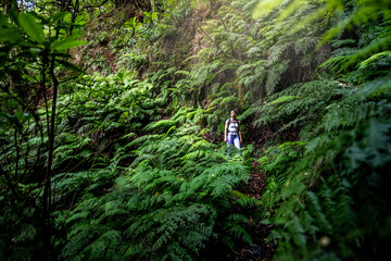 Fototapeta premium A hiker walks down on a green jungle path overgrown with ferns. The rainforest is located in São Vicente on the island of Madeira in Portugal.
