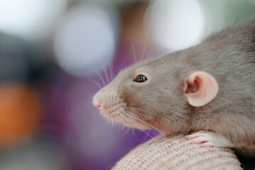 cute grey small decorative rat in owner hands, selective focus