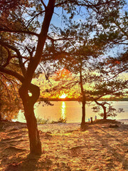 Pine trees on sandy beach during golden hour sunset