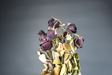 Withered dry red rose flower against a black background