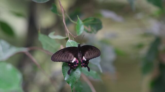 Papilio paris butterfly rests on a green leaf with blurred natural background