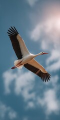 Obraz premium Soaring white stork against blue sky with sunlight