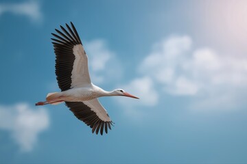 Fototapeta premium Graceful stork soaring in the sky under sunlight