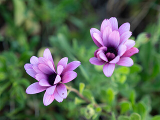 pink and white flowers