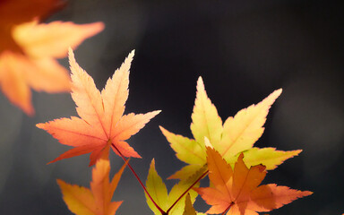 赤オレンジ色に色づくもみじの葉暗い背景