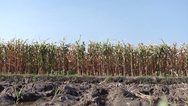 A vast cornfield filled with tall golden stalks under a bright blue sky, showcasing a rural agricultural landscape during harvest season. Agricultural corn field