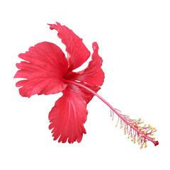 Beautiful red hibiscus isolated on white background.