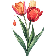 Hand Drawn Watercolor Tulip Flowers Illustration