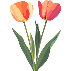 Hand Drawn Watercolor Tulip Flowers Illustration 