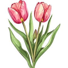 Hand Drawn Watercolor Tulip Flowers Illustration 