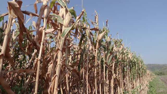 Dried Corn Stalks Stand Tall Along a Rural Field Under Clear Blue Sky. Dried corn plants ready for harvest, featuring golden stalks in an agricultural field