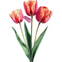 Hand Drawn Watercolor Tulip Flowers Illustration