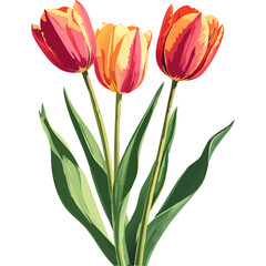 Fototapeta premium Hand Drawn Watercolor Tulip Flowers Illustration 