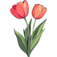 Hand Drawn Watercolor Tulip Flowers Illustration 