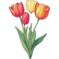 Fototapeta premium Hand Drawn Watercolor Tulip Flowers Illustration