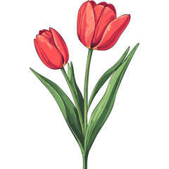 Hand Drawn Watercolor Tulip Flowers Illustration 